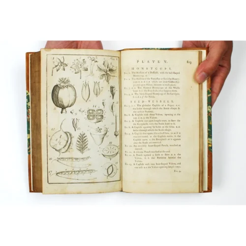 First Linnaean Taxonomy in English - Image 4