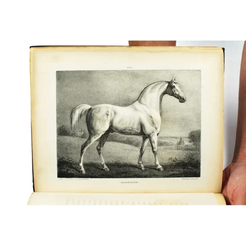 Early English Horse Racing - Image 3