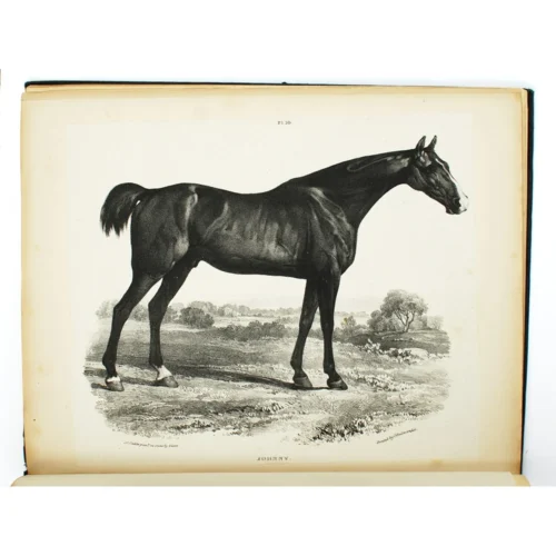Early English Horse Racing - Image 6