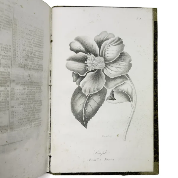 berlese monographie du genre camellia 4 jpg