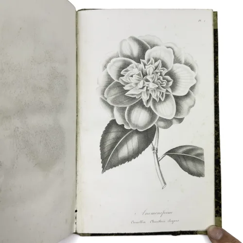 Berlese monographie du genre camellia 5 jpg