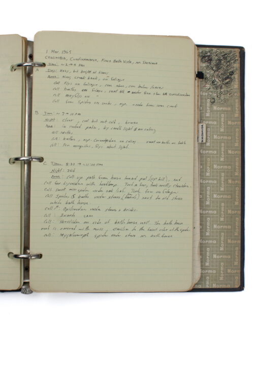 Archive of a Spider Man - Image 11